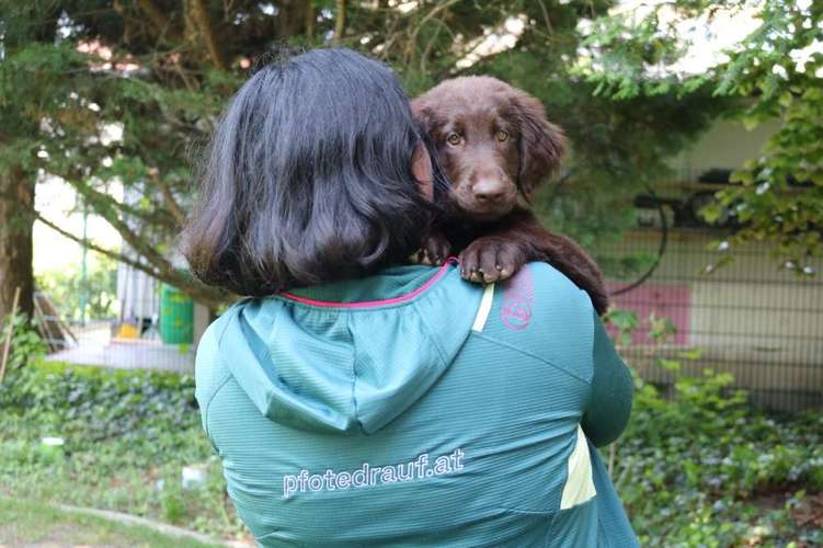 Hundeauslaufgebiet-pfotedrauf.at-Bild