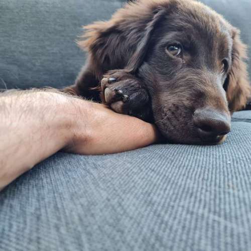Hundeauslaufgebiet-pfotedrauf.at-Bild