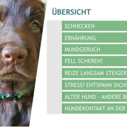 Hundeauslaufgebiet-pfotedrauf.at-Bild