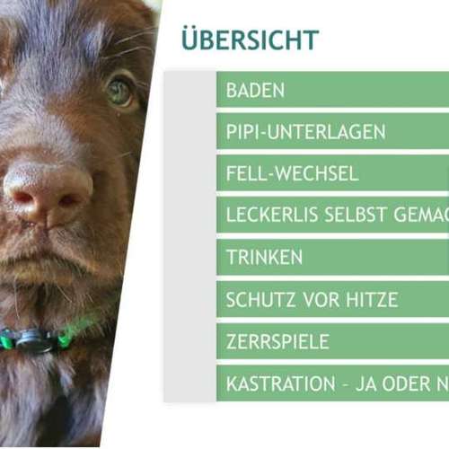 Hundeauslaufgebiet-pfotedrauf.at-Bild