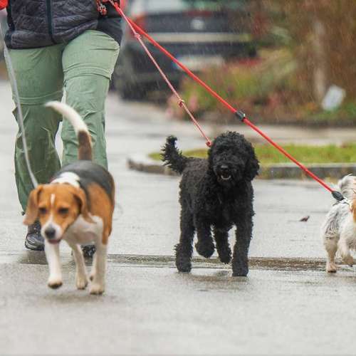 Hundeauslaufgebiet-pfotedrauf.at-Bild