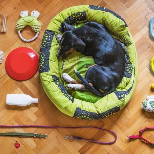 Hundeauslaufgebiet-pfotedrauf.at-Bild