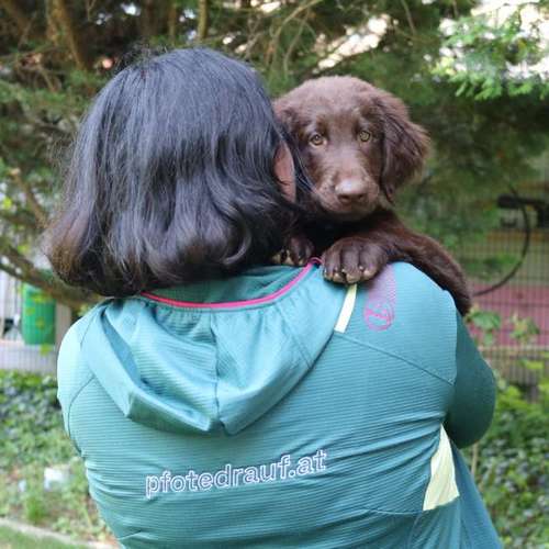 Hundeauslaufgebiet-pfotedrauf.at-Bild