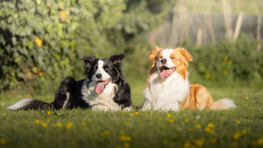 Hundeauslaufgebiet-Hundeschule Tuniberg-Pfoten-Bild