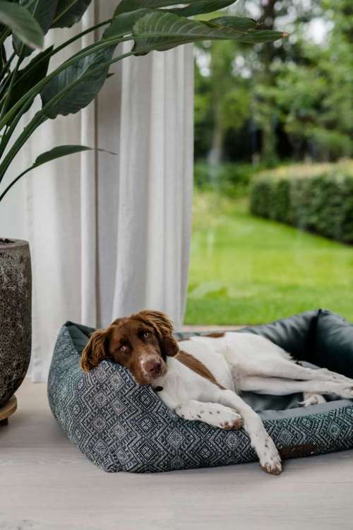 Hundeauslaufgebiet-DOGSTYLER® Ratingen-Bild