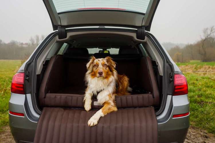 Hundeauslaufgebiet-DOGSTYLER® Ratingen-Bild