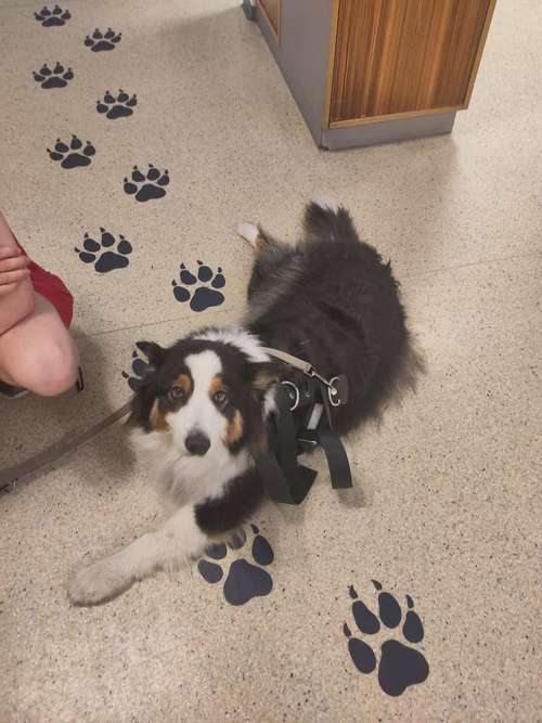 Hundeauslaufgebiet-KleintierKlinik Hannover-Bild