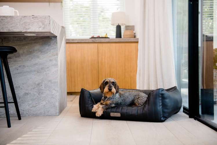 Hundeauslaufgebiet-DOGSTYLER® Köln-Bild