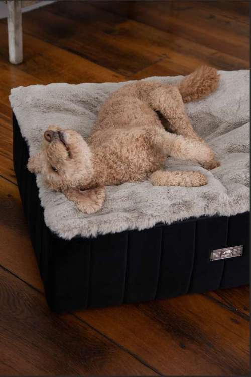 Hundeauslaufgebiet-DOGSTYLER® Köln-Bild