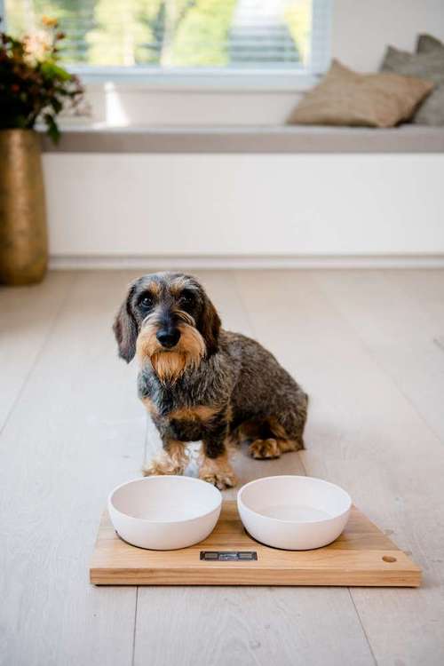 Hundeauslaufgebiet-DOGSTYLER® Ratingen-Bild