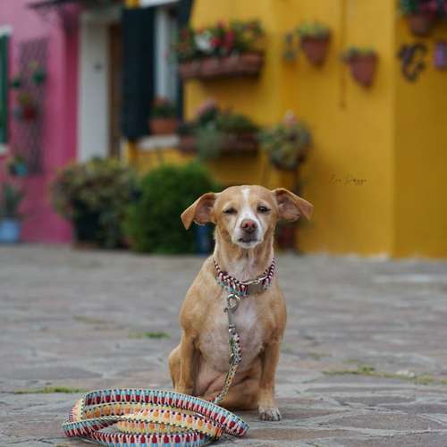 Hundeauslaufgebiet-EcoDoggo-Bild