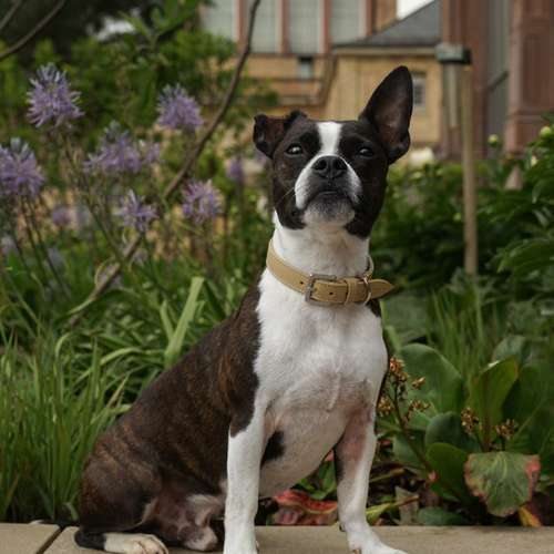 Hundeauslaufgebiet-EcoDoggo-Bild