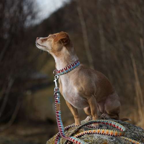 Hundeauslaufgebiet-EcoDoggo-Bild