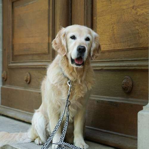 Hundeauslaufgebiet-EcoDoggo-Bild