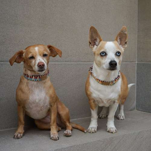 Hundeauslaufgebiet-EcoDoggo-Bild