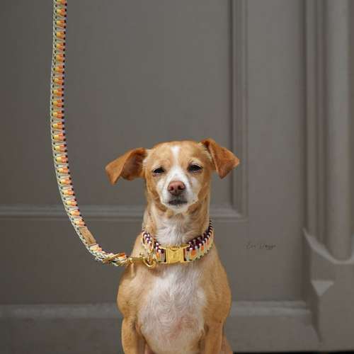 Hundeauslaufgebiet-EcoDoggo-Bild