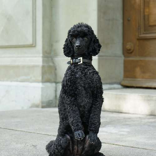 Hundeauslaufgebiet-EcoDoggo-Bild