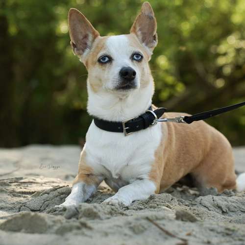 Hundeauslaufgebiet-EcoDoggo-Bild