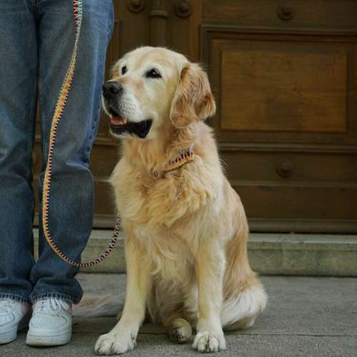 Hundeauslaufgebiet-EcoDoggo-Bild