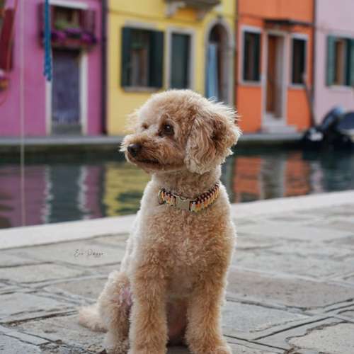 Hundeauslaufgebiet-EcoDoggo-Bild