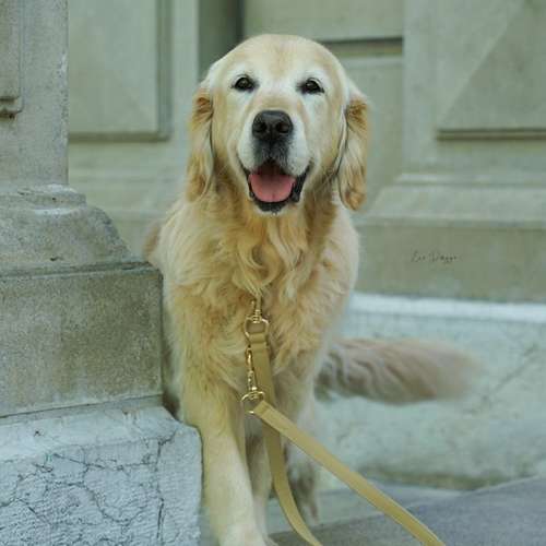 Hundeauslaufgebiet-EcoDoggo-Bild