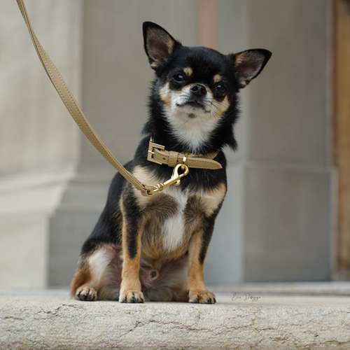 Hundeauslaufgebiet-EcoDoggo-Bild