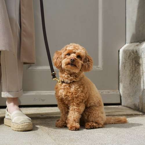 Hundeauslaufgebiet-EcoDoggo-Bild