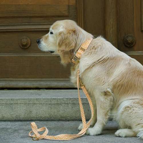 Hundeauslaufgebiet-EcoDoggo-Bild