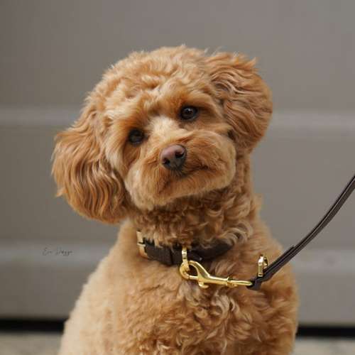 Hundeauslaufgebiet-EcoDoggo-Bild