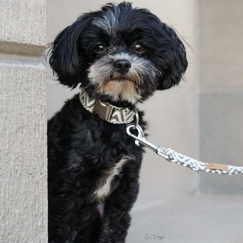 Hundeauslaufgebiet-EcoDoggo-Bild