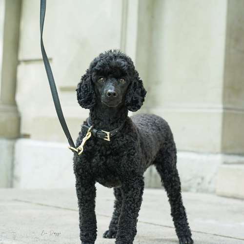 Hundeauslaufgebiet-EcoDoggo-Bild