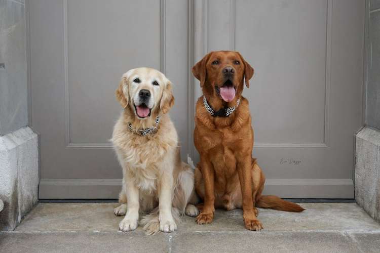 Hundeauslaufgebiet-EcoDoggo-Bild