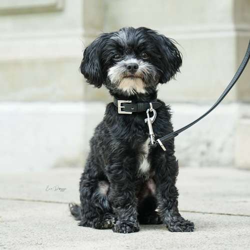 Hundeauslaufgebiet-EcoDoggo-Bild