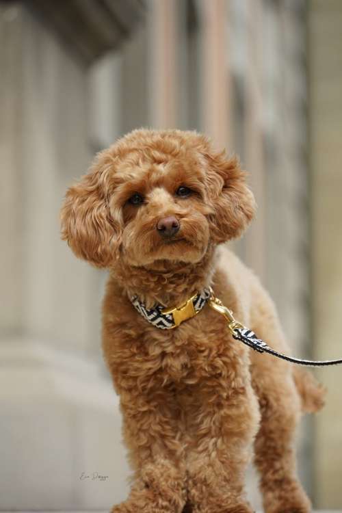 Hundeauslaufgebiet-EcoDoggo-Bild