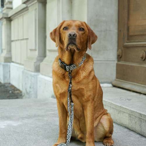 Hundeauslaufgebiet-EcoDoggo-Bild