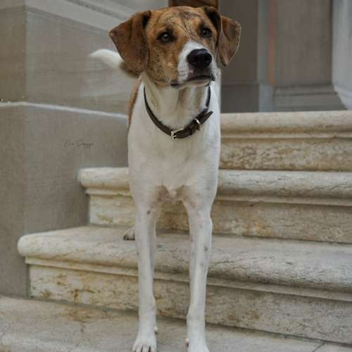 Hundeauslaufgebiet-EcoDoggo-Bild