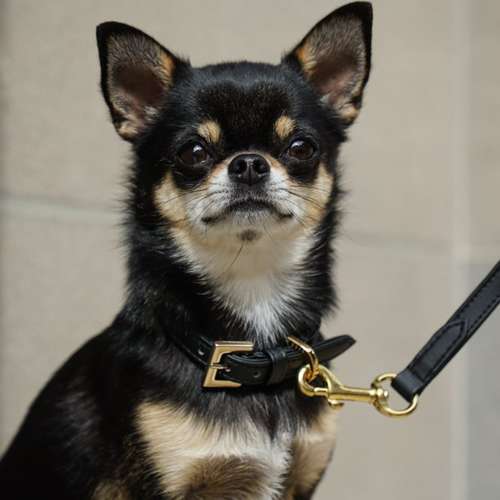 Hundeauslaufgebiet-EcoDoggo-Bild