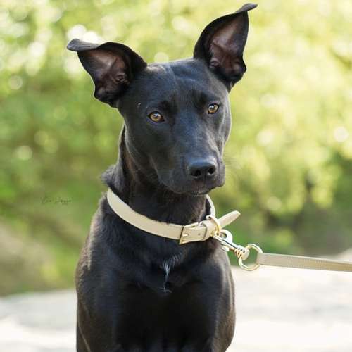 Hundeauslaufgebiet-EcoDoggo-Bild