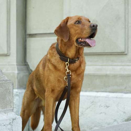 Hundeauslaufgebiet-EcoDoggo-Bild