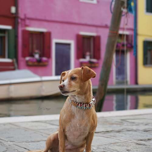 Hundeauslaufgebiet-EcoDoggo-Bild