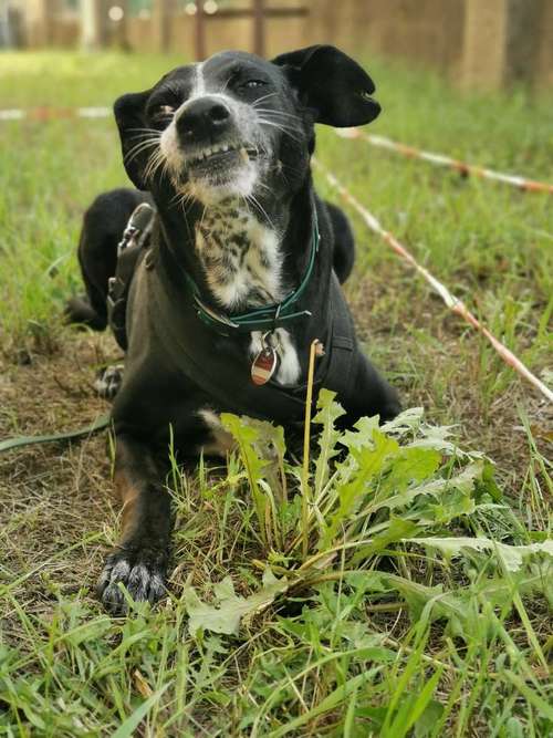 Hundeauslaufgebiet-Aron's Spürnasentraining-Bild