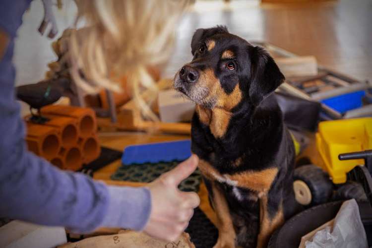 Hundeauslaufgebiet-Aron's Spürnasentraining-Bild