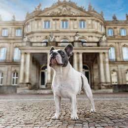 Hundeauslaufgebiet-Magische Momente- Tiere-Bild