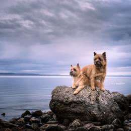 Hundeauslaufgebiet-Magische Momente- Tiere-Bild