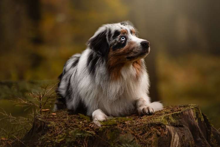 Hundeauslaufgebiet-Selina Thiermann Tierfotografie-Bild