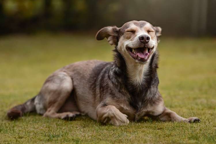 Hundeauslaufgebiet-Selina Thiermann Tierfotografie-Bild