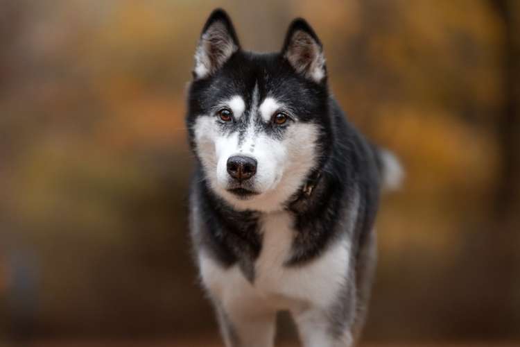 Hundeauslaufgebiet-Selina Thiermann Tierfotografie-Bild