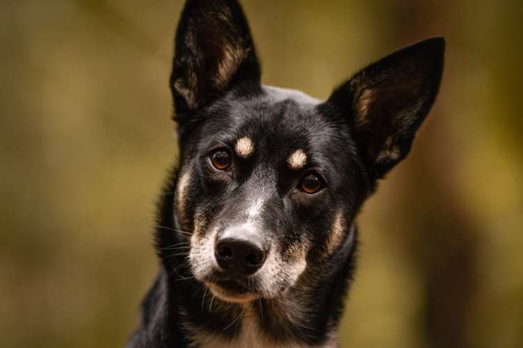 Hundeauslaufgebiet-Selina Thiermann Tierfotografie-Bild