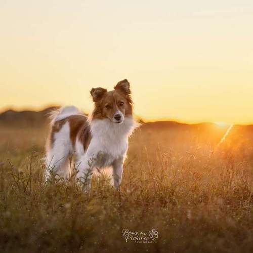 Hundeauslaufgebiet-paws on pictures-Bild