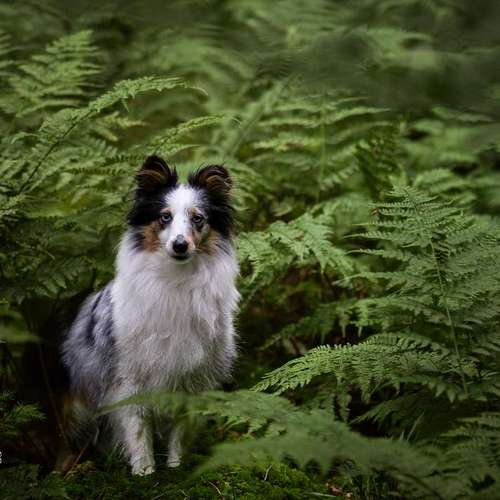 Hundeauslaufgebiet-paws on pictures-Bild